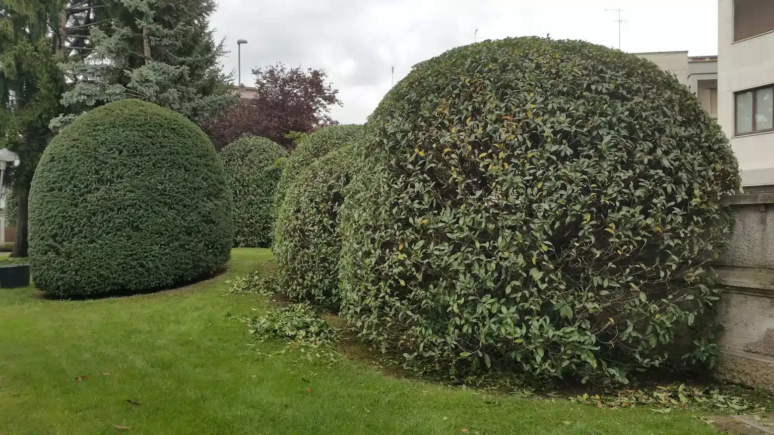 Giardiniere Gorla minore Giardiniere Gorla minore